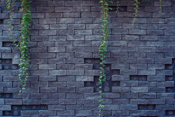 Ivy vines in front of a black brick wall.