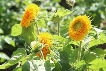 field of sunflowers