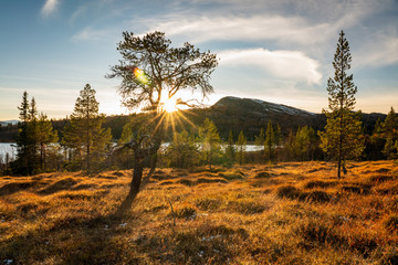 Obraz premium Sunrays shines through tree near mountain lake and forest during sunset hours. Outdoors and wilderness concept.