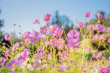Fototapeta premium Cosmos flowers under the blue sky in autumn