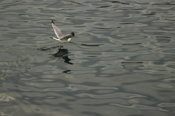 seagull flying over water