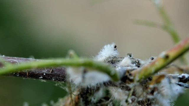 Group of Megalopyge crispata or Black-waved Flannel Moth caterpillar on tree, White furry worms eat leaves until damage	