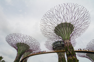 Supertree Grove in Marina Bay, Singapore