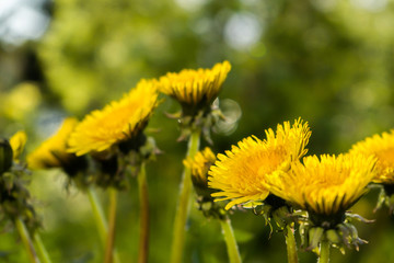 Dandelions on a row with green background. Yellow and green colors.
