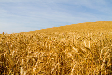 field of golden wheat. Background agriculture and sky