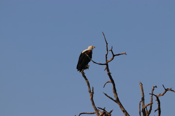 Simbabwe, Botsuana, Okawango