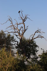 Simbabwe, Botsuana, Okawango