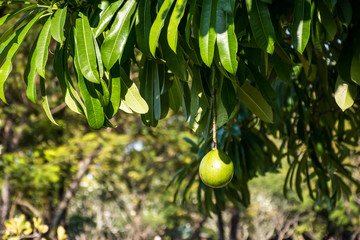 green olives on a tree