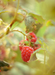 Red raspberry berries (Rubus idaeus) hang on a Bush in autumn in Greece