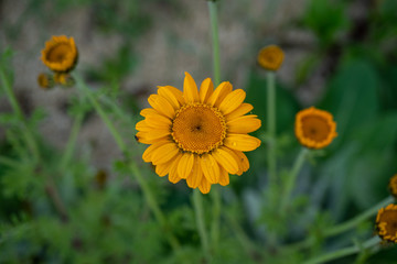 Beautiful orange flower with a green background