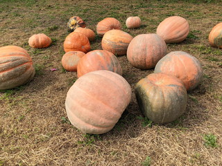 Group of Pumpkins lying on the grass