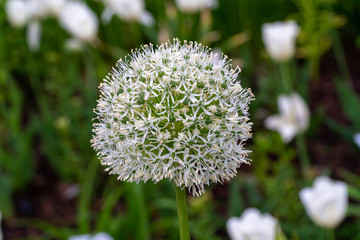 Beautiful white Giant onion, Allium giganteum with a green background