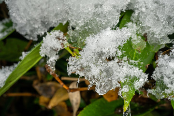 Green leafs with covered by fresh snow