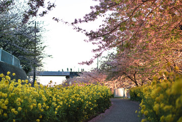 三浦海岸 桜まつりの河津桜	