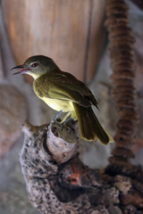 Simbabwe, Botsuana, Okawango