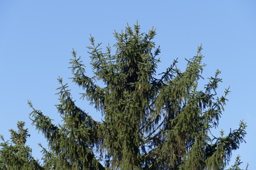 Tannenbaum, Tannenzapfen, Baumkrone, Blauer Himmel