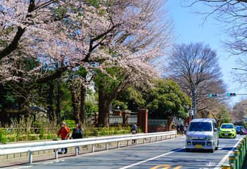 上野恩賜公園 近辺で見られる桜