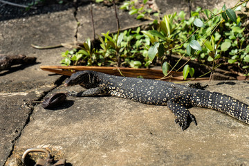 A big lizard sunbathes on a warm stone.