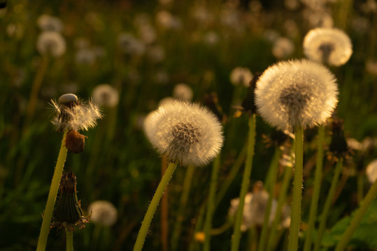 Dandelion sead heads in golden sunlight.