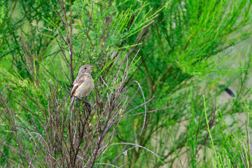 Schwarzkehlchen Familie