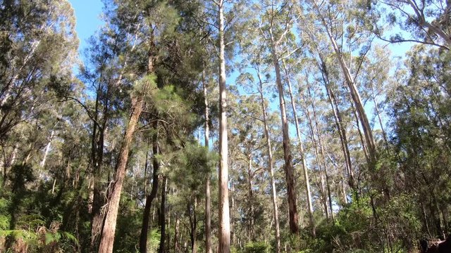 POV personal point of view of a person hiking Karri forest in South Western Australia 