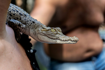 A small crocodile sits on a people shoulder. Close-up.