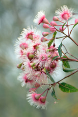 Pink and white blossoms and buds of the Australian native Corymbia Fairy Floss, family Myrtaceae. Cultivar of Corymbia ficifolia which is endemic to Western Australia