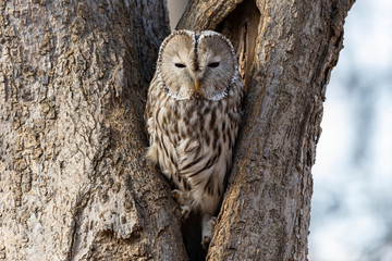 Uralowl