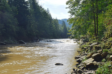 A mountain river flows between huge spruces in the Carpathian mountains. Beautiful nature on a summer sunny day.