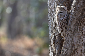 Uralowl