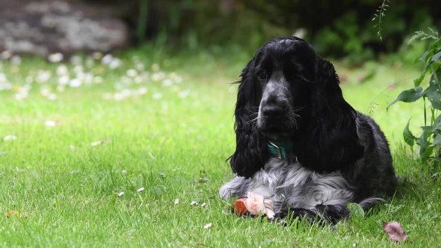 Blue Roan show cocker spaniel