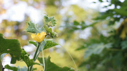Pumpkin flowers on a blurred background