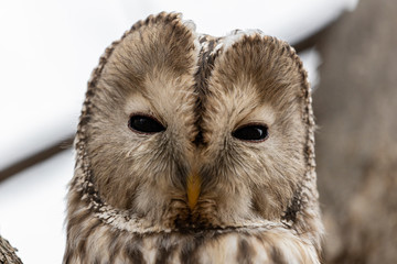 Uralowl