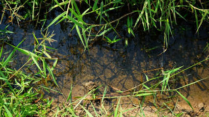 Small stream water with green grass beside rice field for use in farm agriculture.