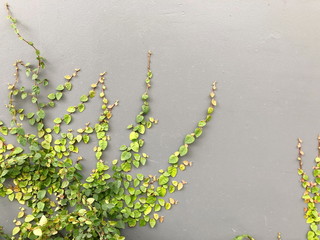 Green Creeper Plant on a Graye Wall Background