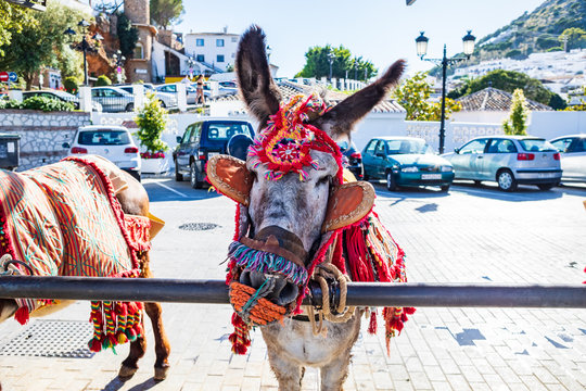 donkey from Mijas town