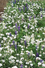 Blue and white flower mix