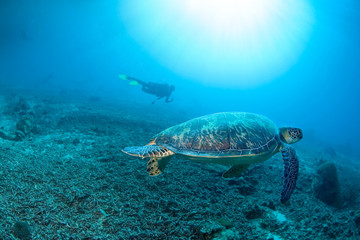 Obraz premium green turtle in clear blue waters with sun rays in front of diver. Hawksbill turtle swim over death of staghorn 