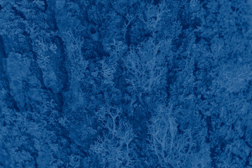 Fototapeta na wymiar Color of the year 2020: classic blue. Modern natural background or mock up with space for text. Texture of wood overgrown with lichen colored in classic blue pantone colour