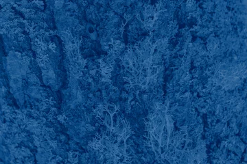 Farbe des Jahres 2020: klassisches Blau. Moderner natürlicher Hintergrund oder Attrappe mit Platz für Text. Textur aus Holz, das mit Flechten bewachsen ist, die in klassischer blauer Pantone-Farbe gefärbt sind © Tatyana_Andreyeva