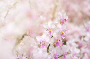 Exotic white and pink orchid flowers on blurred background with soft focus, copy space, use for...