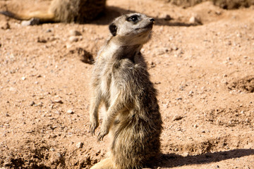 A meerkat  on watch looking out for danger