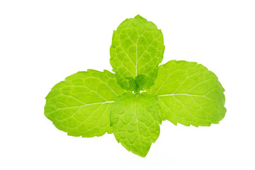 fresh green mint leaves isolated on white background