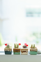 Small cactus plant pots
