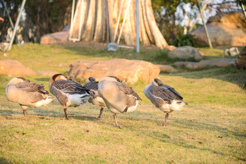 A flock of geese are basking on the grass in winter. Shot in Dengdu Wet Land park, Guzhen town of Zhongshan, Guangdong, China.
