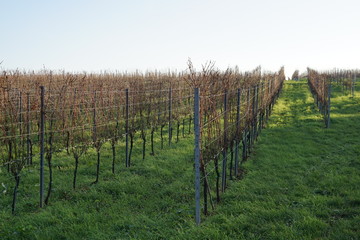 Weingarten mit kahlen Rebstöcken im Sonnenlicht