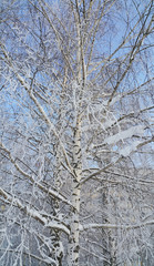 Beautiful birch tree covered with snow and hoarfrost