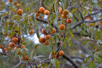 Ripe persimmon fruit, on the branch