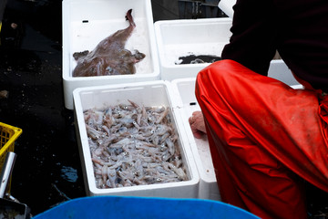 fisherman sorting the fish on board