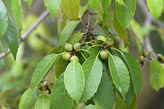 Green acorns, on the branch, closeup